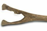 Fossil Hadrosaur (Edmontosaurus) Chevron Bone - Wyoming #377980-3